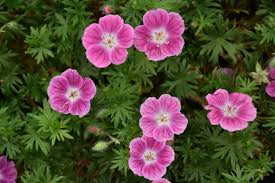 Attēlu rezultāti vaicājumam “Geranium sanguineum”