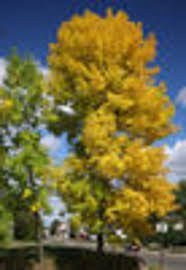 Attēlu rezultāti vaicājumam “Fraxinus pennsylvanica”