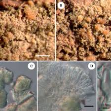 Attēlu rezultāti vaicājumam “Micarea sp.”