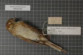 Image result for Alauda arvensis