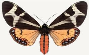 Attēlu rezultāti vaicājumam “Arctiidae”