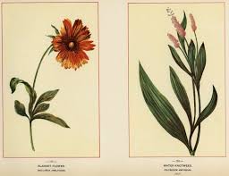 Image result for Gaillardia amblyodon