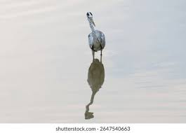 Attēlu rezultāti vaicājumam “Ardea cinerea adult”