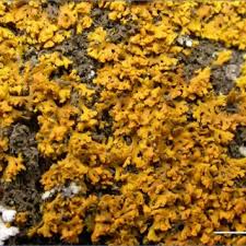 Attēlu rezultāti vaicājumam “Xanthoria fulva”