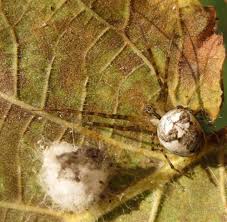 Attēlu rezultāti vaicājumam “Metellina segmentata”