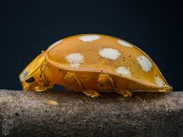 Attēlu rezultāti vaicājumam “Halyzia sedecimguttata”