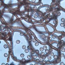 Attēlu rezultāti vaicājumam “Dictydiaethalium plumbeum young”