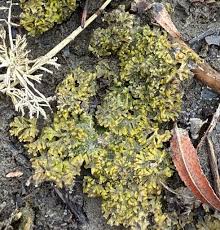 Attēlu rezultāti vaicājumam “Riccia cavernosa”