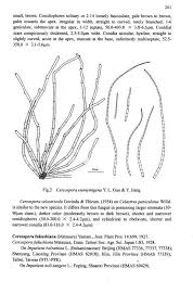 Attēlu rezultāti vaicājumam “Didymium annulisporum young”