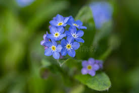 Attēlu rezultāti vaicājumam “Myosotis sylvatica leaf”