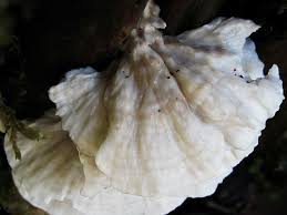 Attēlu rezultāti vaicājumam “Postia floriformis”