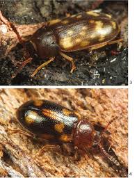 Attēlu rezultāti vaicājumam “Tetratoma ancora”