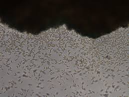 Attēlu rezultāti vaicājumam “Dianema nivale spores”