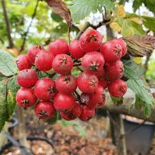 Attēlu rezultāti vaicājumam “Sorbus intermedia fruit”