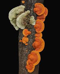 Attēlu rezultāti vaicājumam “Pycnoporus cinnabarinus”