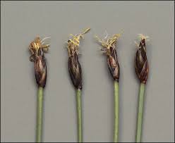 Attēlu rezultāti vaicājumam “Eleocharis quinqueflora flower”