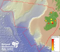 Attēlu rezultāti vaicājumam “Cephalozia loitlesbergeri”