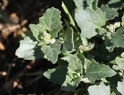 Attēlu rezultāti vaicājumam “Chenopodium acerifolium”