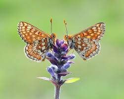 Attēlu rezultāti vaicājumam “Colostygia pectinataria female”