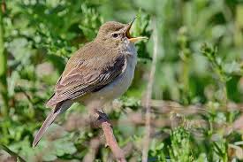 Attēlu rezultāti vaicājumam “Hippolais caligata”