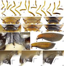 Attēlu rezultāti vaicājumam “Enochrus affinis”