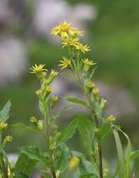 Attēlu rezultāti vaicājumam “Solidago virgaurea bud”