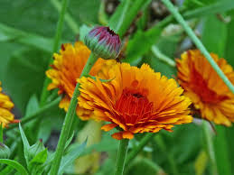 Attēlu rezultāti vaicājumam “Achillea salicifolia flower”