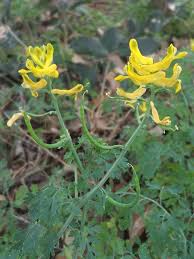 Attēlu rezultāti vaicājumam “Corydalis intermedia fruit”