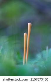 Attēlu rezultāti vaicājumam “Macrotyphula fistulosa”