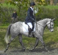 Image result for Bookham Riding School