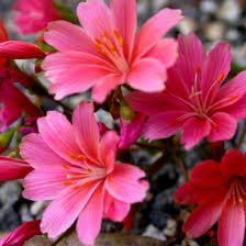 Image result for Bitterwurz