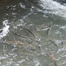 Image result for Alosa aestivalis