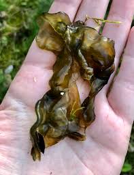 Attēlu rezultāti vaicājumam “Nostoc commune”