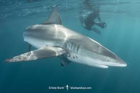 Image result for Carcharhinus obscurus