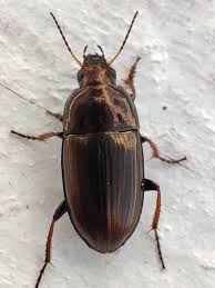 Attēlu rezultāti vaicājumam “Linaeidea aenea”