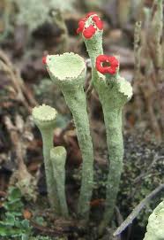 Attēlu rezultāti vaicājumam “Cladonia deformis”