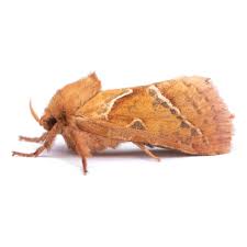 Attēlu rezultāti vaicājumam “Hepialidae”