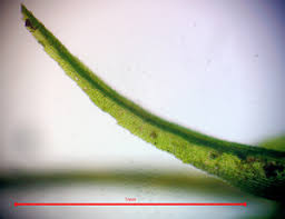 Attēlu rezultāti vaicājumam “Dichodontium pellucidum macro”