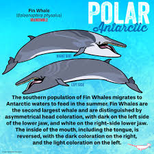 Image result for Balaenoptera physalus