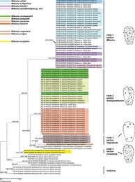 Attēlu rezultāti vaicājumam “Melampsoridium sp.”