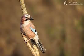 Attēlu rezultāti vaicājumam “Garrulus glandarius”
