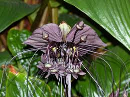 Image result for Tacca chantrieri