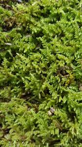 Attēlu rezultāti vaicājumam “Ptilium crista-castrensis sporophyte”