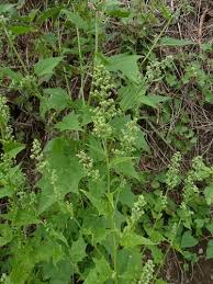 Attēlu rezultāti vaicājumam “Chenopodium acerifolium”