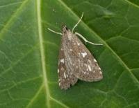 Attēlu rezultāti vaicājumam “Udea olivalis”