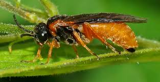 Attēlu rezultāti vaicājumam “Tenthredinidae”