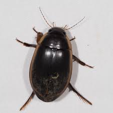 Attēlu rezultāti vaicājumam “Dytiscidae”