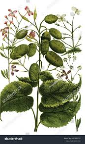 Image result for Levkoje