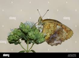 Attēlu rezultāti vaicājumam “Brenthis daphne”