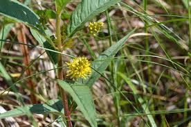 Attēlu rezultāti vaicājumam “Lysimachia thyrsiflora bud”
